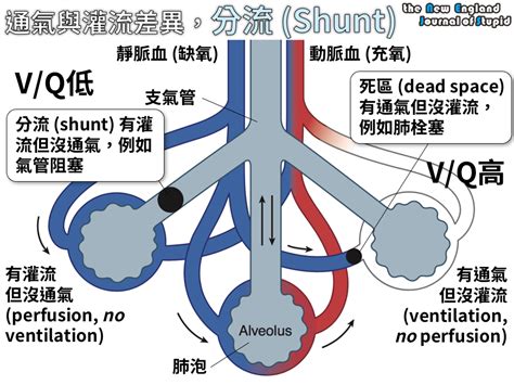 生理是什麼意思|生理學